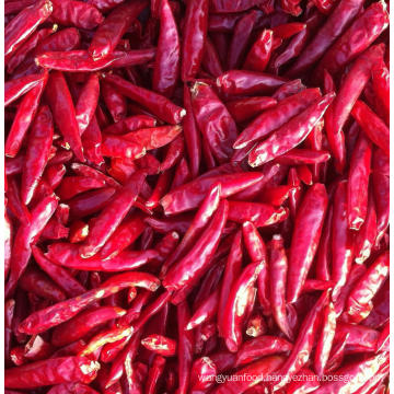 Dried Chili